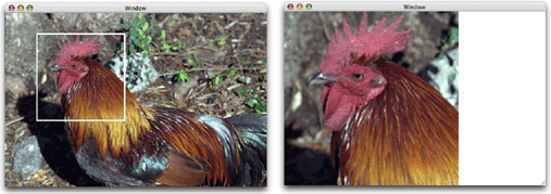 rooster_image_zoom