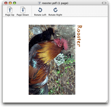rooster_rotate